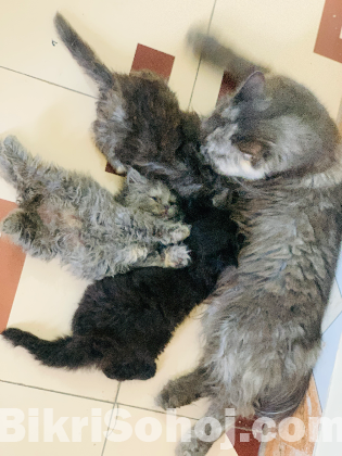 Persian Kitten